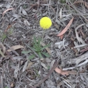 Craspedia variabilis at Carwoola, NSW - suppressed