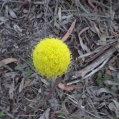 Craspedia variabilis at Carwoola, NSW - suppressed