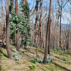 Eucalyptus maidenii (Maiden's Gum, Blue Gum) at Rocky Hall, NSW - 12 May 2020 by JoyGeorgeson
