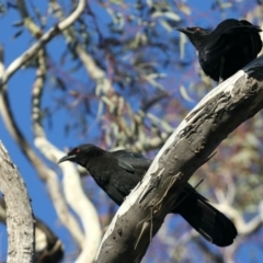 Corcorax melanorhamphos (White-winged Chough) at Majura, ACT - 15 May 2020 by jbromilow50