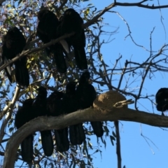 Corcorax melanorhamphos at Majura, ACT - 15 May 2020