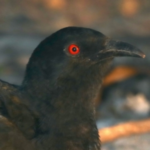 Corcorax melanorhamphos at Majura, ACT - 15 May 2020