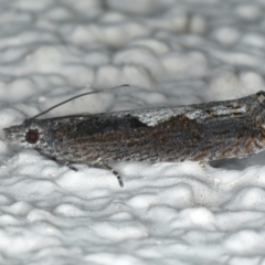 Strepsicrates macropetana at Ainslie, ACT - 15 May 2020