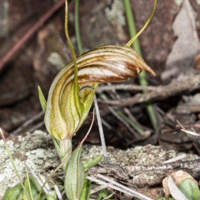 Diplodium truncatum (Little Dumpies, Brittle Greenhood) at Mount Jerrabomberra - 15 May 2020 by DerekC