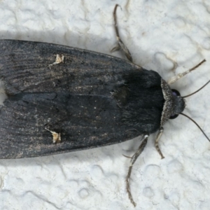Proteuxoa cinereicollis at Ainslie, ACT - 15 May 2020 08:29 PM