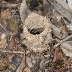 Camponotus intrepidus (Flumed Sugar Ant) at Mount Jerrabomberra - 15 May 2020 by DerekC