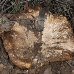 Unidentified Fungus at Mount Jerrabomberra - 15 May 2020 by DerekC