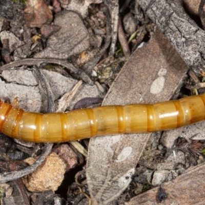 Tenebrionidae (family) (Darkling beetle) at Mount Jerrabomberra QP - 15 May 2020 by DerekC