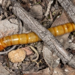 Tenebrionidae (family) at Jerrabomberra, NSW - 15 May 2020