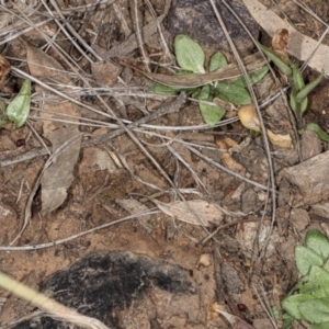 Diplodium truncatum at Jerrabomberra, NSW - suppressed