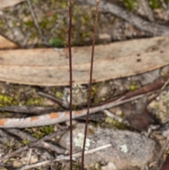 Eriochilus cucullatus (Parson's Bands) at Jerrabomberra, NSW - 15 May 2020 by DerekC