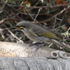 Caligavis chrysops (Yellow-faced Honeyeater) at Black Range, NSW - 16 Aug 2019 by AndrewMcCutcheon