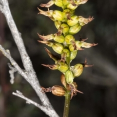 Corunastylis sp. (A Midge Orchid) at Jerrabomberra, NSW - 15 May 2020 by DerekC