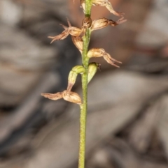 Corunastylis sp. (A Midge Orchid) at Jerrabomberra, NSW - 15 May 2020 by DerekC