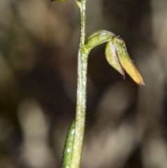 Corunastylis sp. (A Midge Orchid) at Jerrabomberra, NSW - 15 May 2020 by DerekC