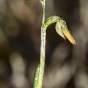 Corunastylis sp. at Jerrabomberra, NSW - suppressed