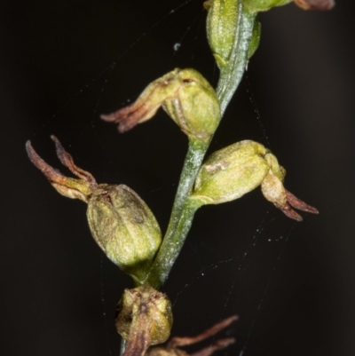 Corunastylis sp. (A Midge Orchid) at Mount Jerrabomberra QP - 15 May 2020 by DerekC