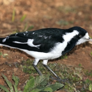 Grallina cyanoleuca at Majura, ACT - 15 May 2020