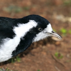 Grallina cyanoleuca at Majura, ACT - 15 May 2020