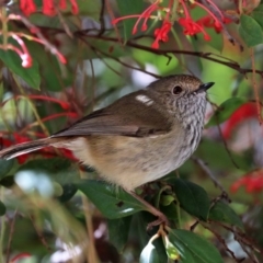 Acanthiza pusilla (Brown Thornbill) at Black Range, NSW - 27 Jul 2017 by AndrewMcCutcheon