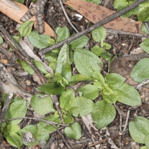 Diplodium sp. at Jerrabomberra, NSW - suppressed