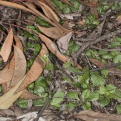 Diplodium sp. at Jerrabomberra, NSW - suppressed