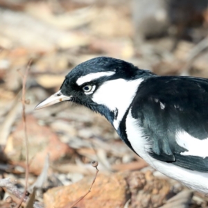 Grallina cyanoleuca at Hackett, ACT - 15 May 2020