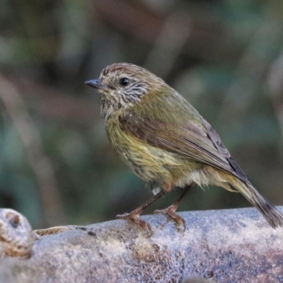 Acanthiza lineata (Striated Thornbill) at Black Range, NSW - 19 Nov 2017 by AndrewMcCutcheon