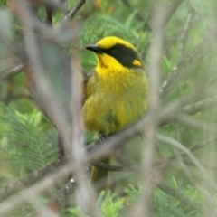 Lichenostomus melanops (Yellow-tufted Honeyeater) at Mount Clear, ACT - 30 Oct 2016 by Harrisi