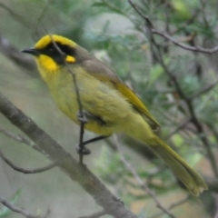 Lichenostomus melanops at Mount Clear, ACT - 30 Oct 2016 12:26 PM