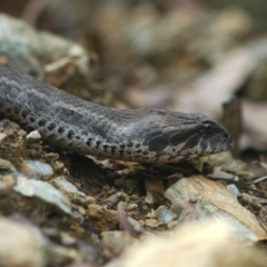 Acanthophis antarcticus (Common Death Adder) at Mogendoura, NSW - 31 Aug 2006 by Harrisi