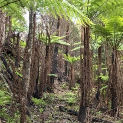 Cyathea australis subsp. australis (Rough Tree Fern) at Penrose, NSW - 9 Apr 2020 by Aussiegall