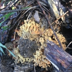 Unidentified Fungus at Mittagong, NSW - 18 May 2020 by Lucet