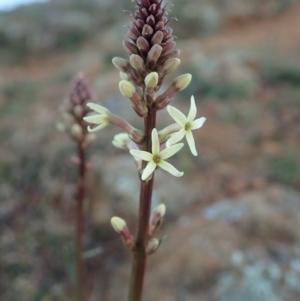 Stackhousia monogyna at Cook, ACT - 17 May 2020