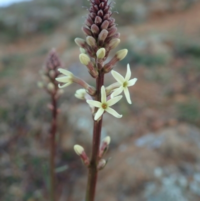 Stackhousia monogyna (Creamy Candles) at Cook, ACT - 17 May 2020 by CathB