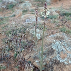 Stackhousia monogyna at Cook, ACT - 17 May 2020