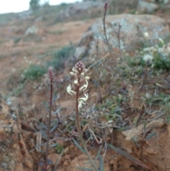 Stackhousia monogyna at Cook, ACT - 17 May 2020