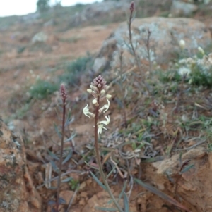 Stackhousia monogyna at Cook, ACT - 17 May 2020