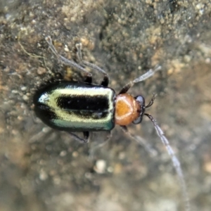 Adoxia benallae at Dunlop, ACT - 16 May 2020 11:01 AM