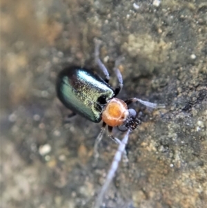 Adoxia benallae at Dunlop, ACT - 16 May 2020