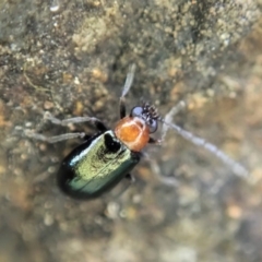 Adoxia benallae at Dunlop, ACT - 16 May 2020 11:01 AM