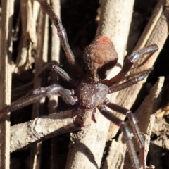 Badumna sp. (genus) at Cook, ACT - 15 May 2020 by CathB