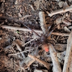 Theridiidae (family) at Cook, ACT - 15 May 2020 01:00 PM