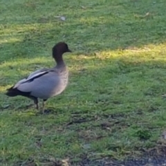 Chenonetta jubata (Australian Wood Duck) at Manyana, NSW - 18 May 2020 by JulieL