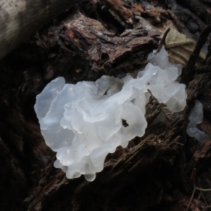 Tremella fuciformis at Paddys River, ACT - 19 May 2020 10:32 AM