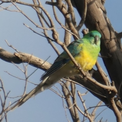 Psephotus haematonotus (Red-rumped Parrot) at Denman Prospect, ACT - 19 May 2020 by Hutch68