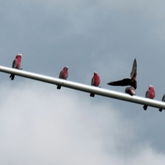 Eolophus roseicapilla (Galah) at Wright, ACT - 18 May 2020 by Hutch68