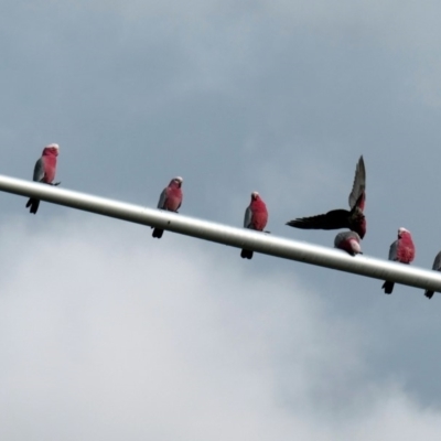 Eolophus roseicapilla (Galah) at Wright, ACT - 19 May 2020 by Hutch68