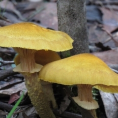 Armillaria luteobubalina (Australian Honey Fungus) at Paddys River, ACT - 19 May 2020 by SandraH