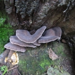 Grifola colensoi at Tidbinbilla Nature Reserve - 19 May 2020 by SandraH